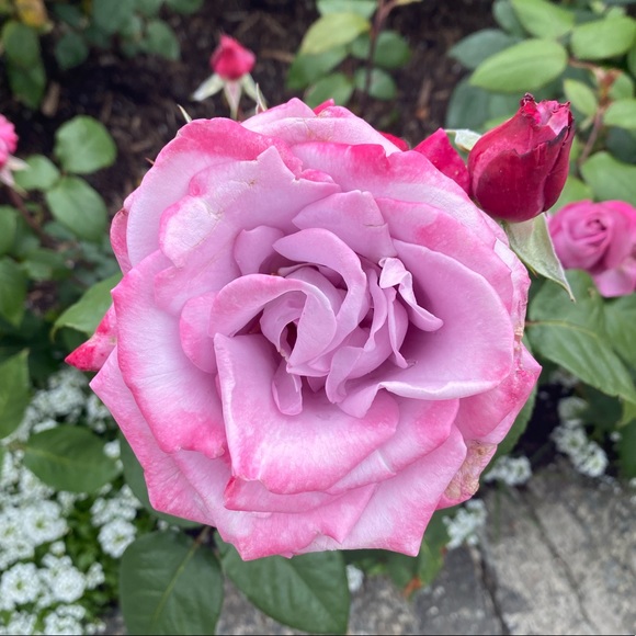 Meet your Posher, Lacey - Picture 1 of 1